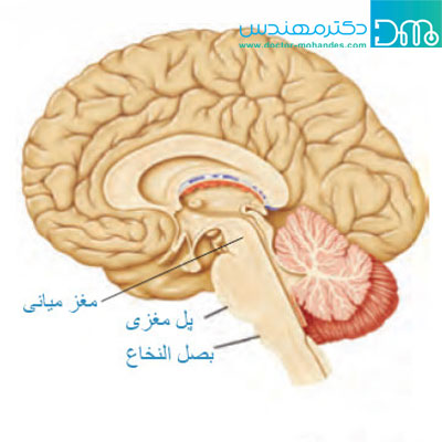 بیماری پارکینسون چیست؟