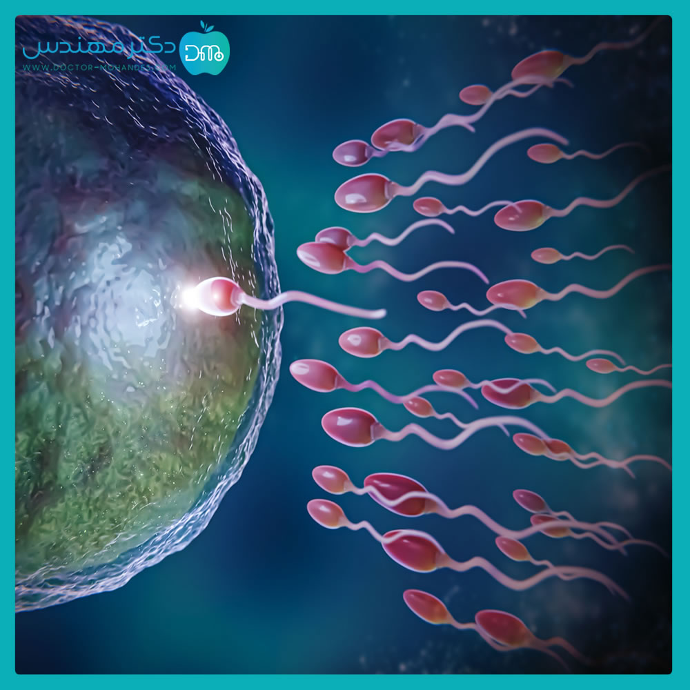 sperm01.jpg